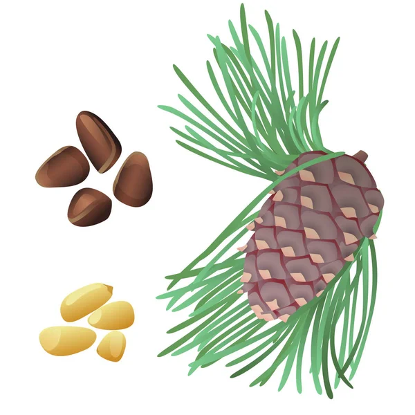 Pine plant, noten en geschild kernels — Stockvector