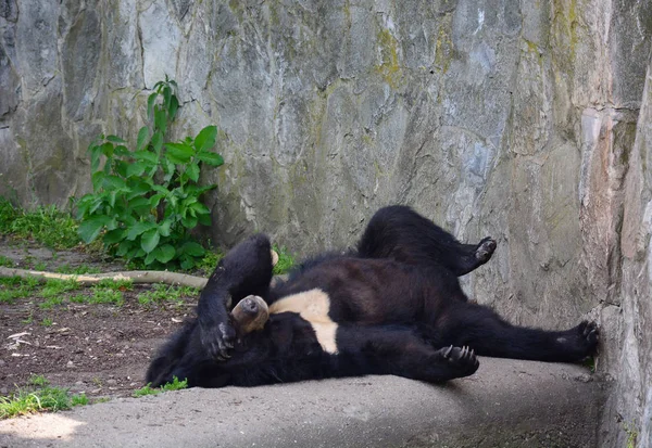 El oso negro asiático está en el zoológico de Wroclaw, Polonia, 2017 — Foto de Stock