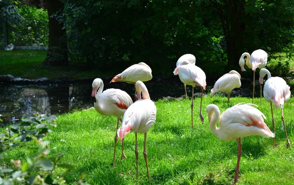 Acht rosa Flamingos sind in der Nähe des Sees im Breslauer Zoo, Polen, 2017 — Stockfoto