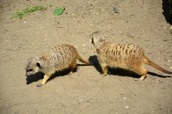 Två vuxna meerkats är i Wroclaw zoo, Polen, 2017 — Stockfoto