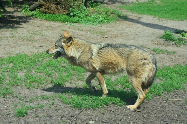 One wolf is running in Wroclaw zoo, Poland, 2017 — Stock Photo, Image