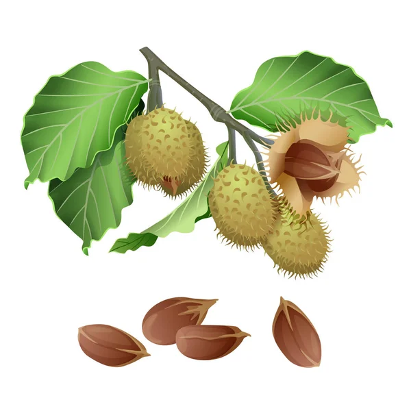 Beech plant and nuts — Stock Vector