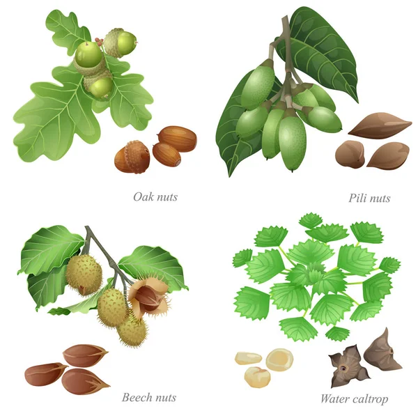 Quatro nozes com planta e grãos descascados —  Vetores de Stock