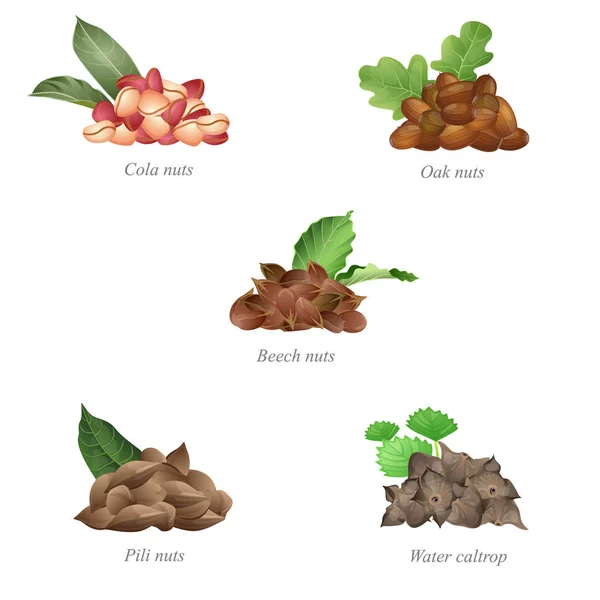 Vijf partijen van noten met hun bladeren. Deel drie — Stockvector