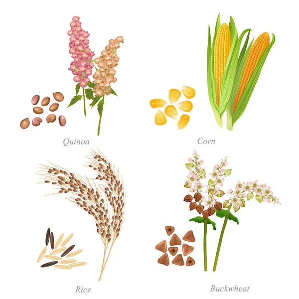 Quattro cereali sotto forma di cereali e spighe — Vettoriale Stock