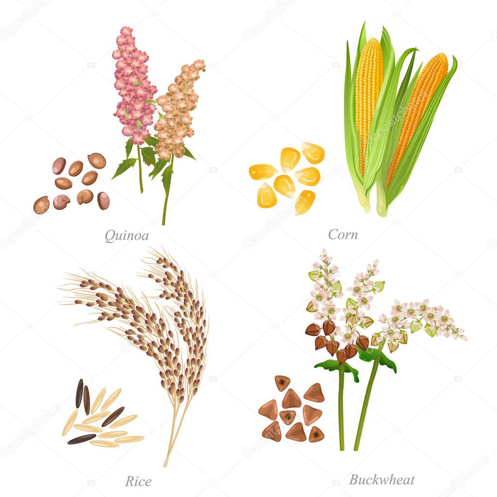 Four cereals in form of grains and ears