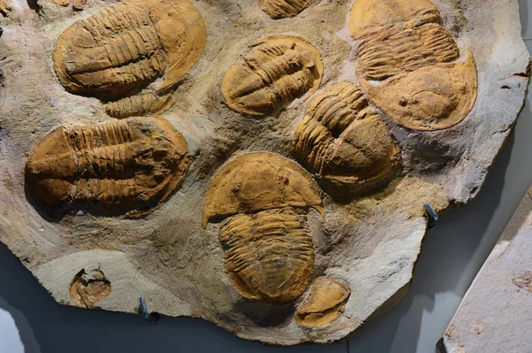 Panneau de pierre avec fossiles de trilobites marins éteints dans le parc Science et évolution humaine — Photo