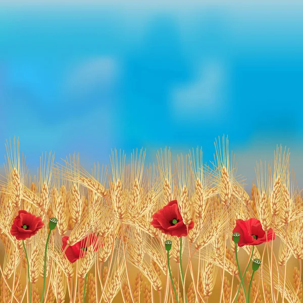 Пшеничное поле с маками и голубым небом — стоковый вектор
