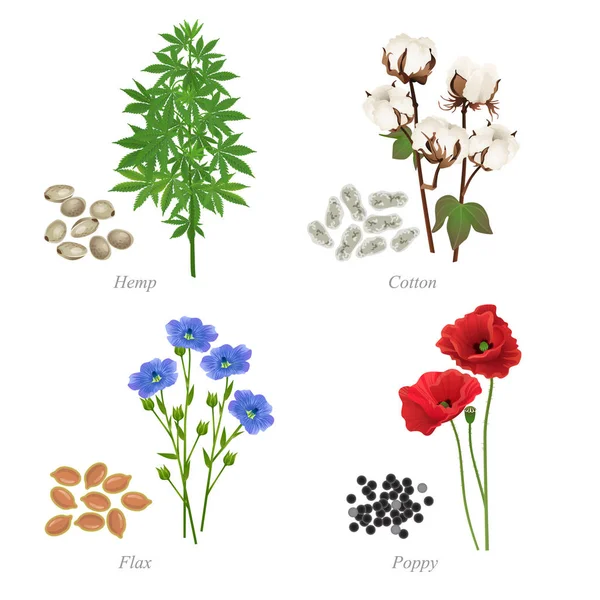 Quattro semi oleosi sotto forma di cereali e piante — Vettoriale Stock