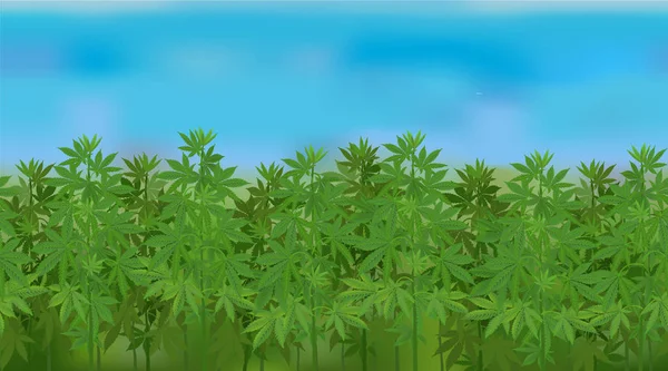 Yatay sorunsuz kenevir alan mavi gökyüzü ile