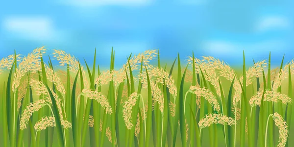 水平无缝稻田与蔚蓝的天空 — 图库矢量图片