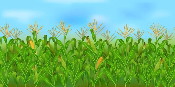 水平的无缝玉米田与蔚蓝的天空 — 图库矢量图片
