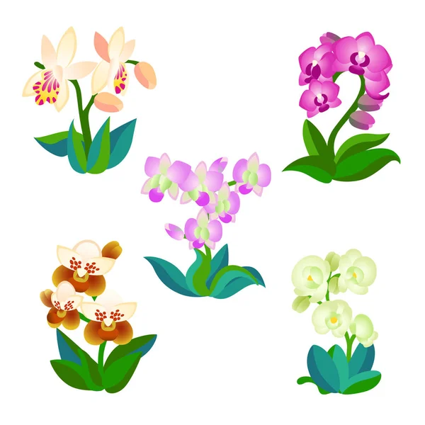 Пять Видов Орхидей Пять Редких Распространенных Орхидей Разных Цветов Белом — стоковый вектор