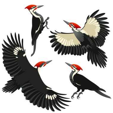 Dört Amerikan pileated ağaçkakan pozlar / Amerikan pileated ağaçkakan oturan ve beyaz arka plan üzerinde uçan