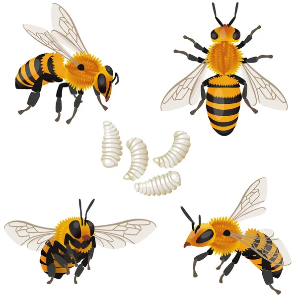 Quatre Poses Insectes Abeilles Ses Larves — Image vectorielle