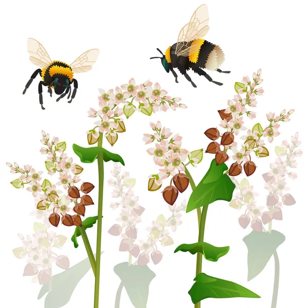 Deux Insectes Bourdons Dessus Champ Sarrasin Fleurs — Image vectorielle
