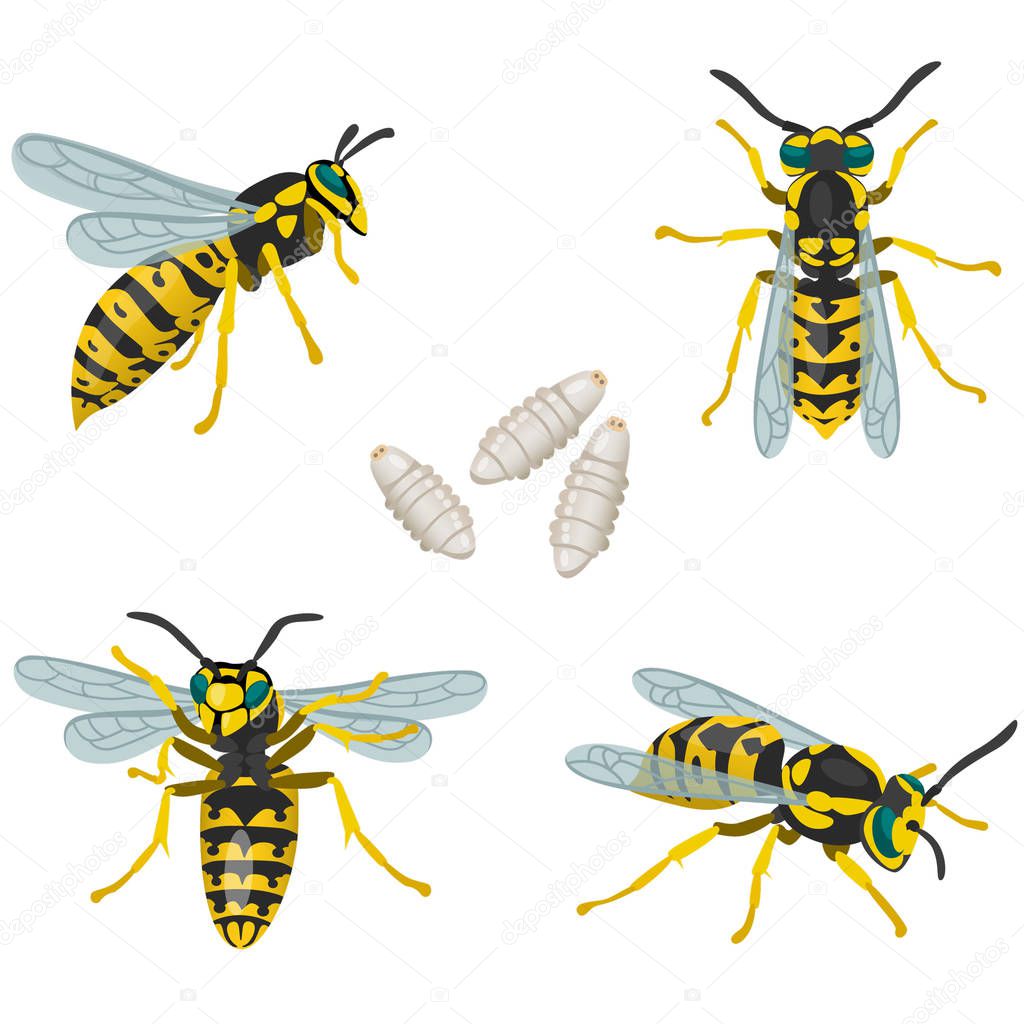 Four poses of wasp insect and its larvae