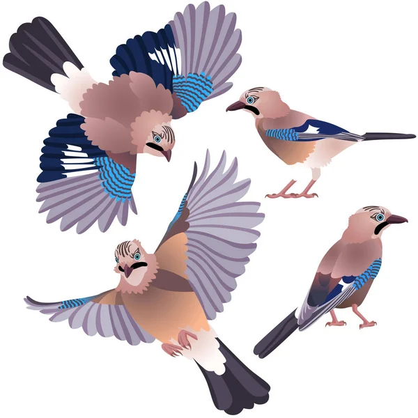 Four Poses Natural Looking Birds Eurasian Jay — 스톡 벡터