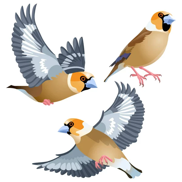Tre Poser Naturliga Fåglar Hawfinch Royaltyfria Stockvektorer