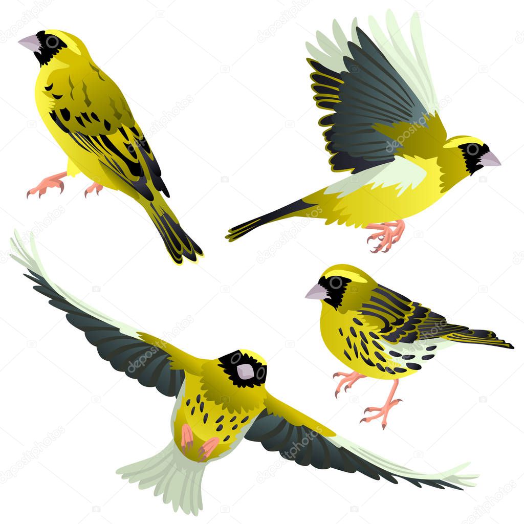 Four poses of natural looking birds European serin