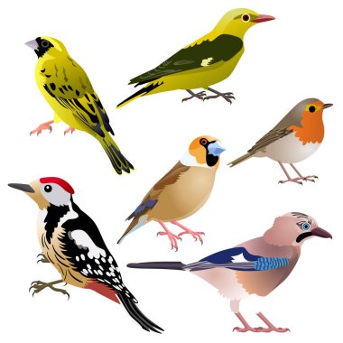 Avrupai kuşlar ağaçkakan, karga, ispinoz, serin, altın oriole ve robin olarak oturuyorlar