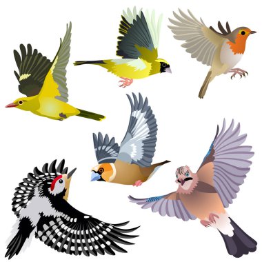 Ağaçkakan, karga, ispinoz, serin, altın oriole ve robin olarak Avrupa 'da yaygın kuşlar uçuyor