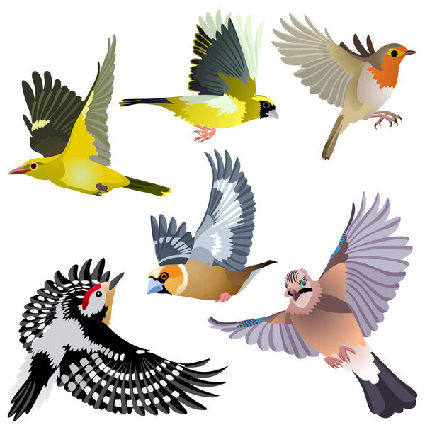 Летят обычные европейские птицы, такие как дятел, сойка, ястреб, серин, золотой ориоль и малиновка
