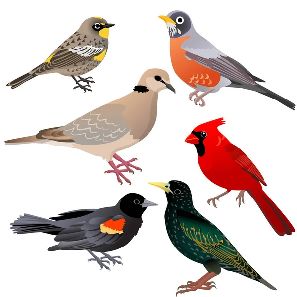 Gemeinsame Nordamerikanische Vögel Wie Amsel Grasmücke Taube Rotkehlchen Und Star — Stockvektor