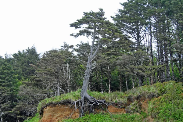 A tree in Hug Point State Recreation Site just hanging to the ground with just half of its roots.