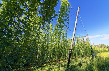 Kıvrımlı zıplama bulutlarıyla gökyüzü. Almanya. Bavyera