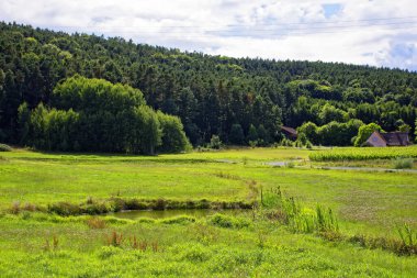 Bavyera ormanında parlak bir yaz günü