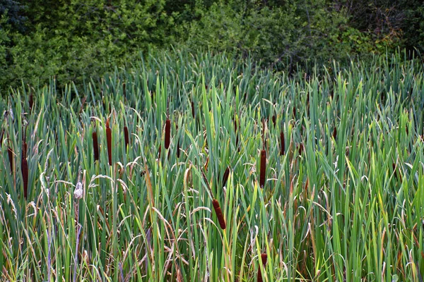 Schilf See Der Nähe Des Waldes — Stockfoto