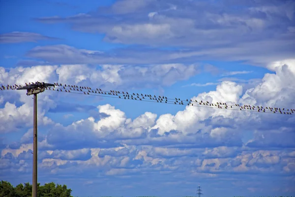 Птицы Собрались Важную Встречу Красивое Небо Облаками Над Зелеными Густыми — стоковое фото