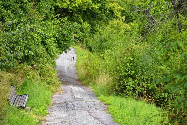 Zomer Heldere Dag Het Beierse Bos — Stockfoto