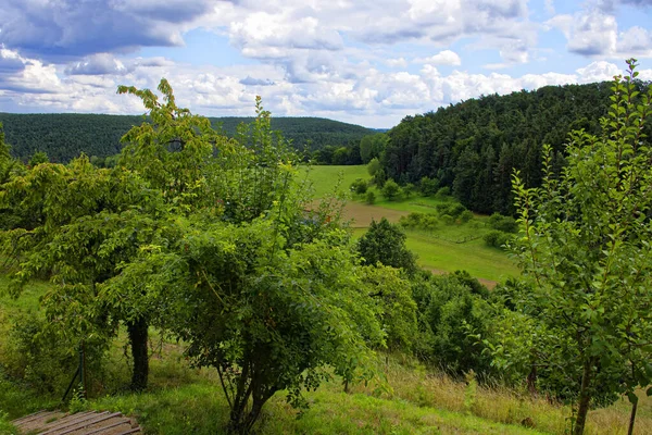 Zomer Heldere Dag Het Beierse Bos — Stockfoto