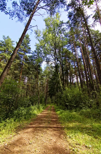 Letni Jasny Dzień Bawarskim Lesie — Zdjęcie stockowe