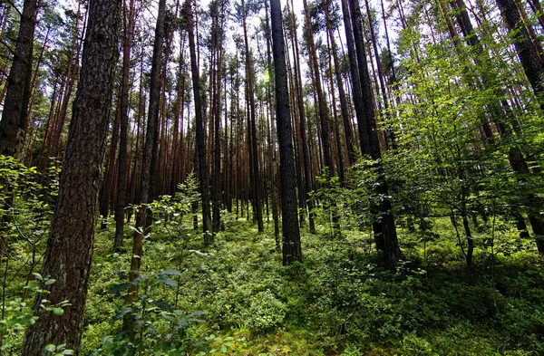 Día Brillante Verano Bosque Bávaro — Foto de Stock