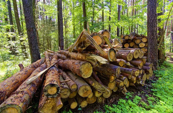 Bûches Arbres Abattus Dans Forêt Automne — Photo