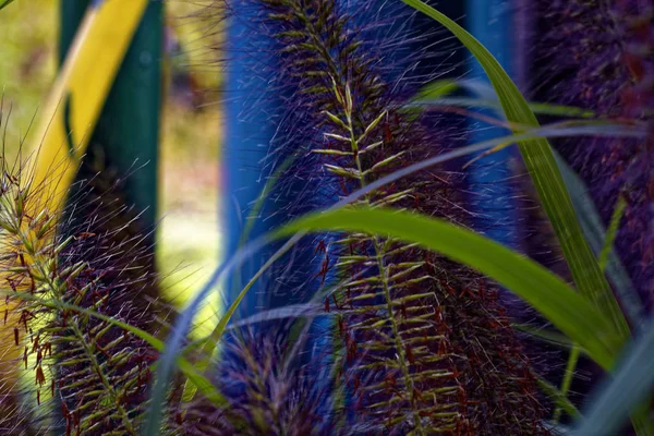 Uma Bela Planta Interessante Semelhante Uma Cauda Esquilo — Fotografia de Stock