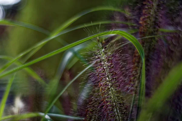 Uma Bela Planta Interessante Semelhante Uma Cauda Esquilo — Fotografia de Stock