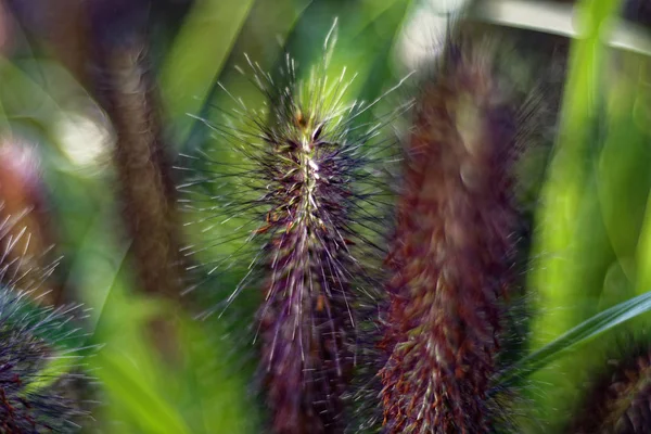 Eine Interessante Schöne Pflanze Ähnlich Einem Eichhörnchenschwanz — Stockfoto