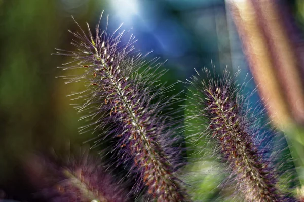 Eine Interessante Schöne Pflanze Ähnlich Einem Eichhörnchenschwanz — Stockfoto