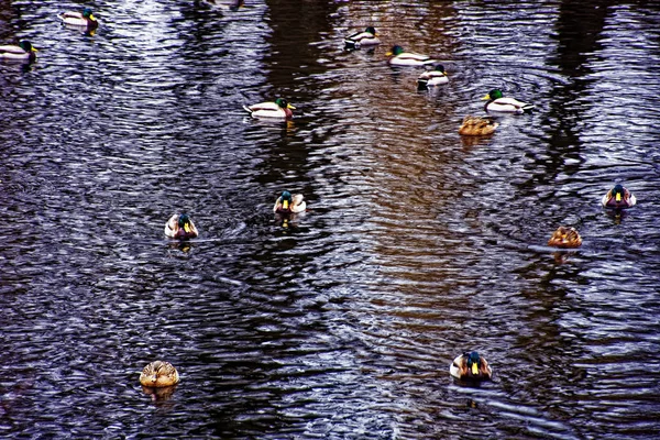 Chorando Salgueiros Sobre Rio Parque Vazio Dia Nublado Queda — Fotografia de Stock