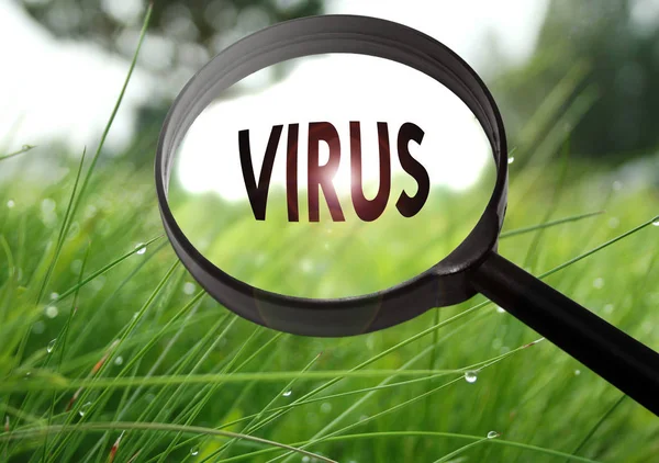 Magnifying glass with the word virus on grass background. Selective focus — Stock Photo, Image
