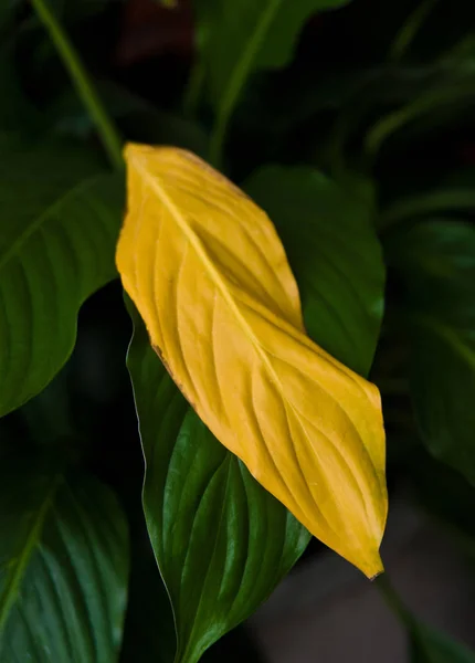 One yellow withered leaf on decorative home plant called Spathip — Stock Photo, Image