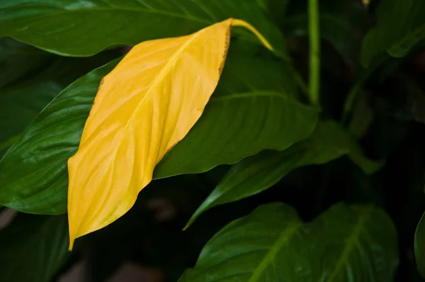 Una hoja amarilla marchita en la planta casera decorativa llamada Spathip — Foto de Stock