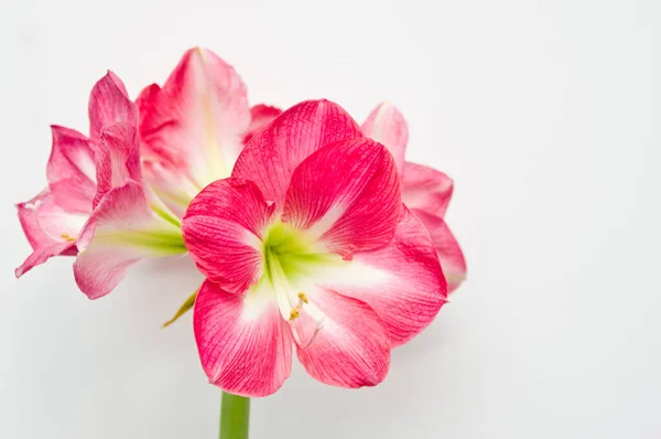 Pink amaryllis plant home decoration, in a pot against white wall,