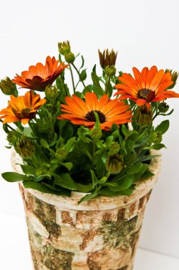 Afrika papatyalarının dekoratif bitkileri (Osteospermum ecklonis) veya beyaz arka planda raftaki kil çömleklerdeki papatyalar.