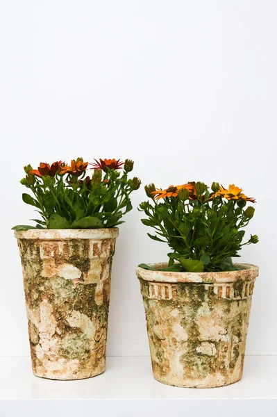 Decoratieve Planten Van Afrikaanse Madeliefjes Osteospermum Ecklonis Madeliefjes Vintage Potten — Stockfoto