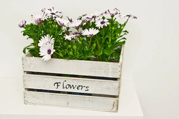 Decorative Plants African Daisies Osteospermum Ecklonis Daisybushes Wooden Box Shelf — Stock Photo, Image